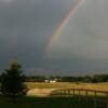 Rainbow over pasture
